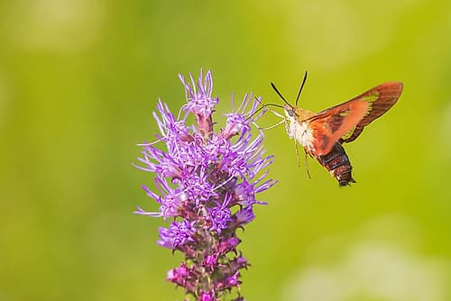 Hummingbird Clearwing moth at Prairie Blazing Star-Effingham County-Illinois Art Print
